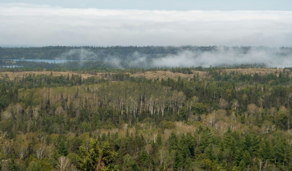 Michigan, United States Misty Forest Landscape in Isle Royale National Park Michigan, United States Misty Forest Landscape in Isle Royale National Park Ken JacobsenPexels